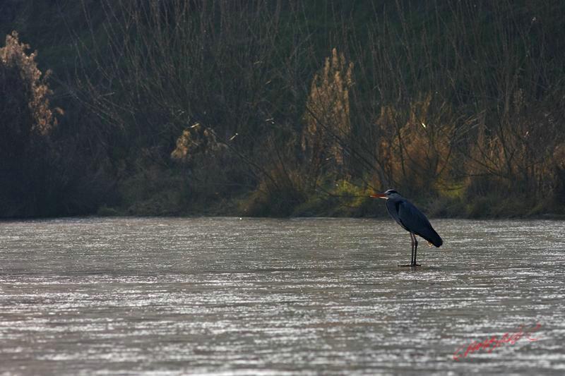 Cjp_2009_01_31_101311 (1)_R.jpg